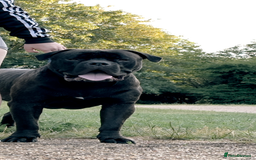 Bullmastiff dogs for stud: Bullmastif  - Image 3