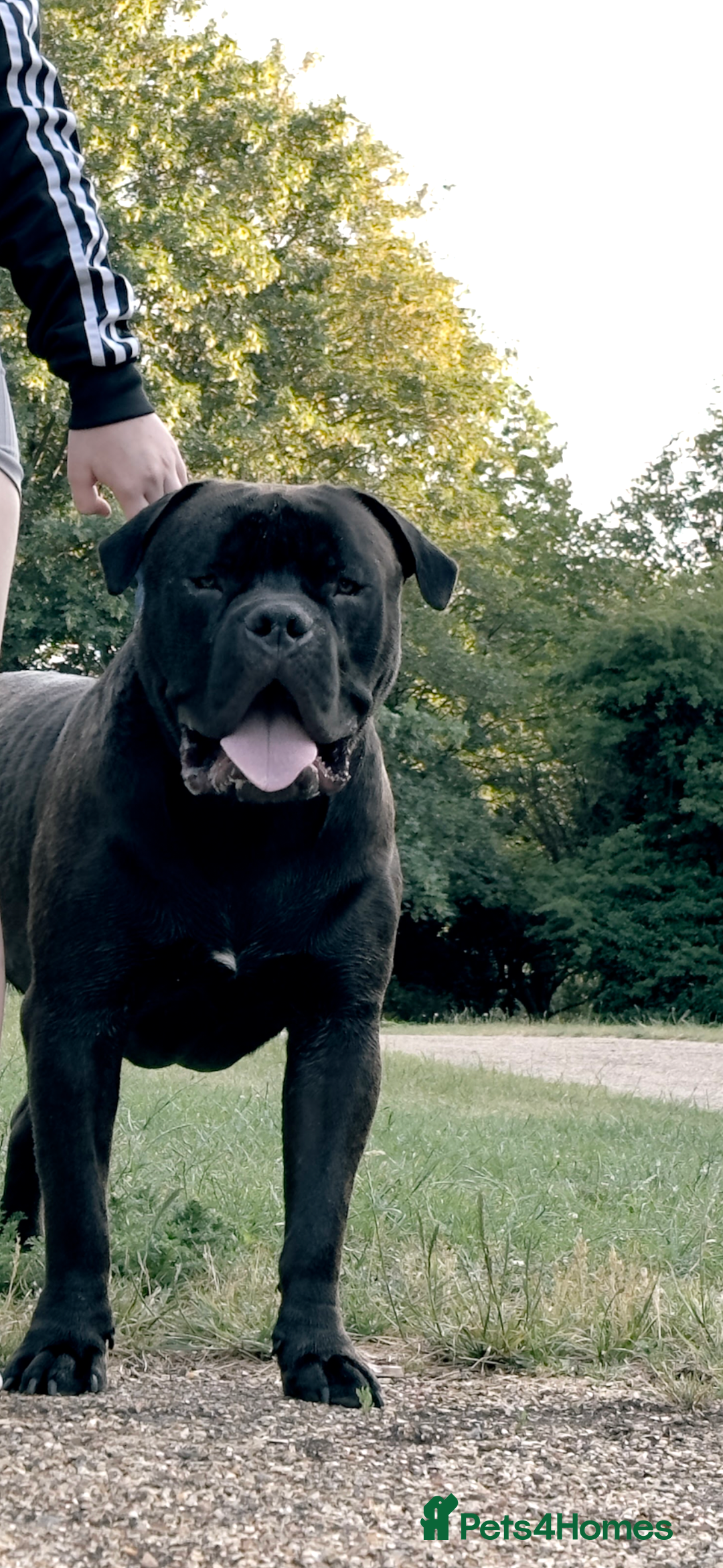 Bullmastiff dogs for stud: Bullmastif  - Image 3