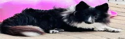 Shetland Sheepdog dogs for sale: Beautiful black bi girl  - Advert 12
