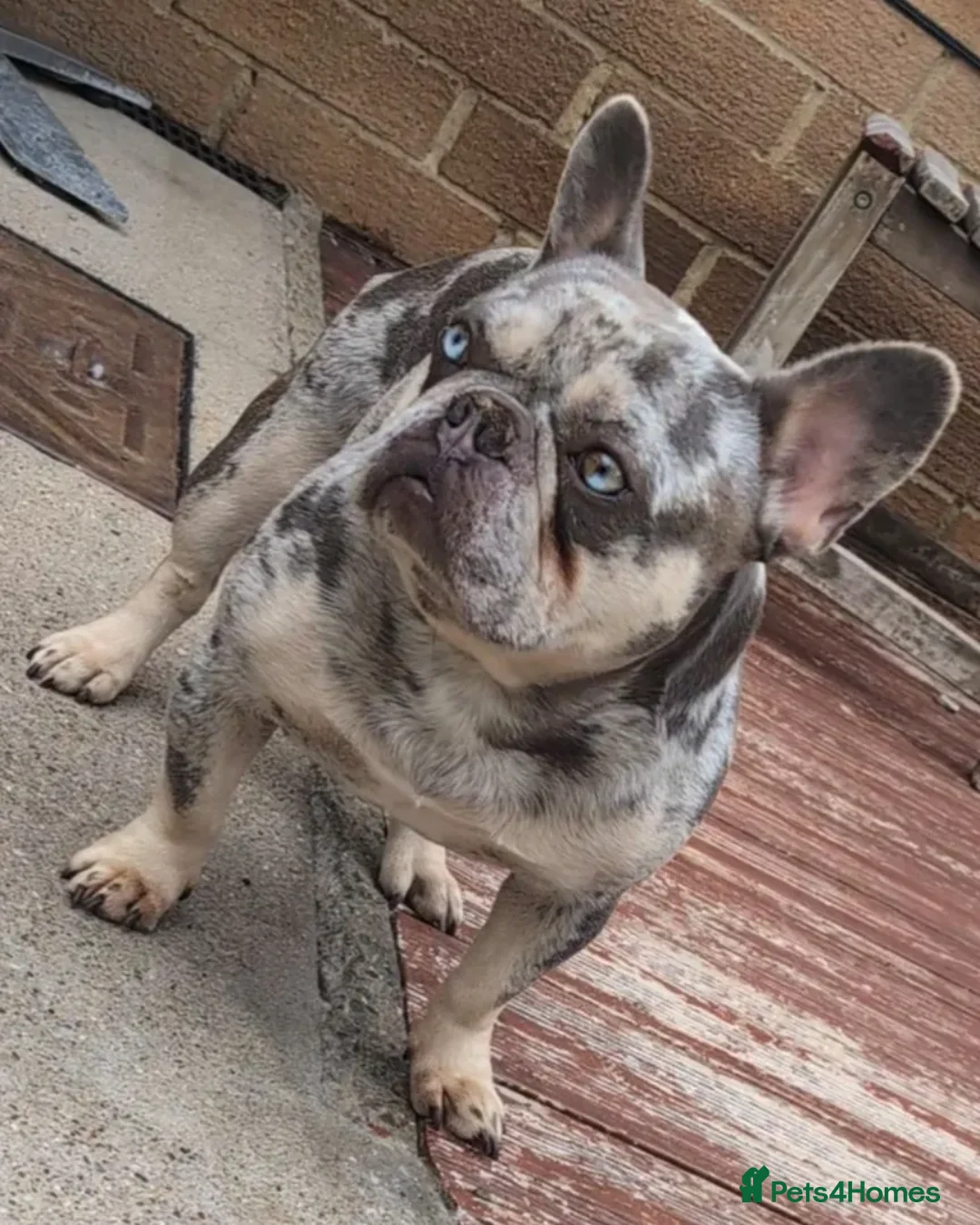 French Bulldog dogs for stud: Lilac tan merle in Sheffield - Advert 6