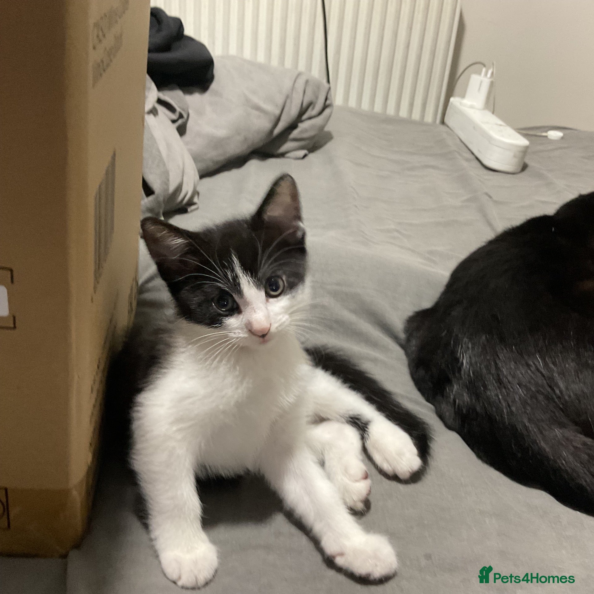 Domestic Shorthair cats One male kitten  - Advert 1