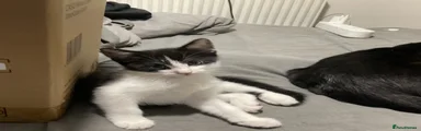 Domestic Shorthair 1