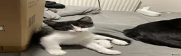 Domestic Shorthair cats for sale: One male kitten  - Advert 1