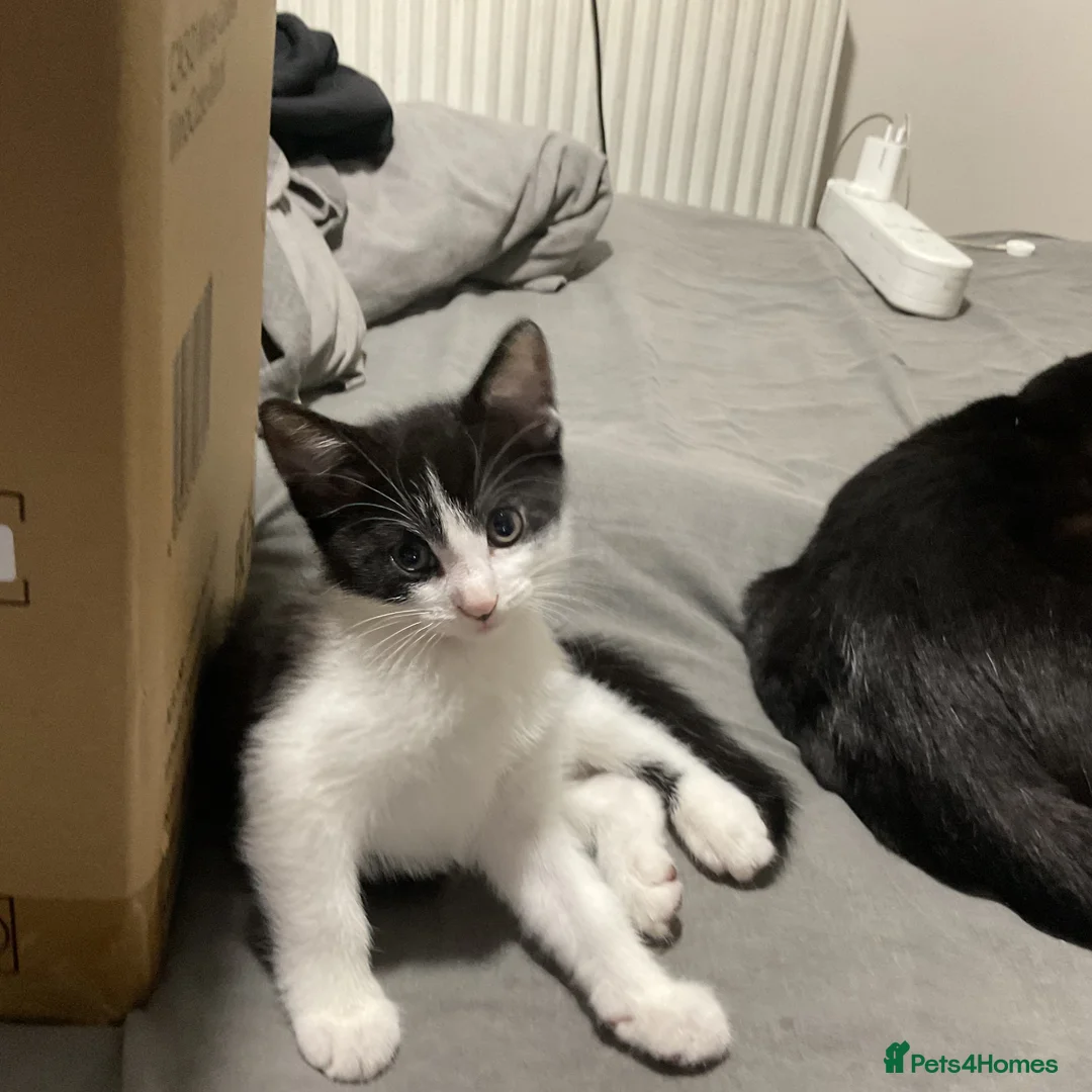 Domestic Shorthair cats for sale: One male kitten  - Advert 1
