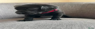 Labrador Retriever 6