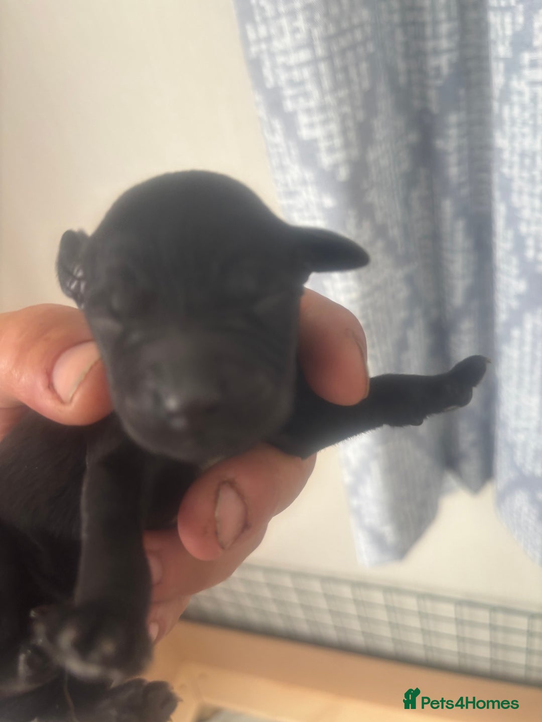 Mixed Breed dogs for sale: Gordondoodle  - Image 6