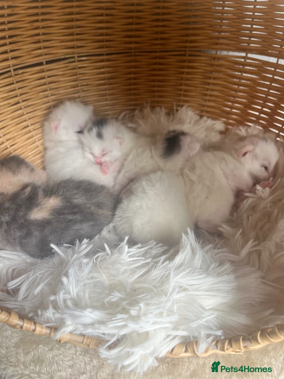 Turkish Angora cats for sale: Beautiful fluffy kittens  in Newnham - Advert 11