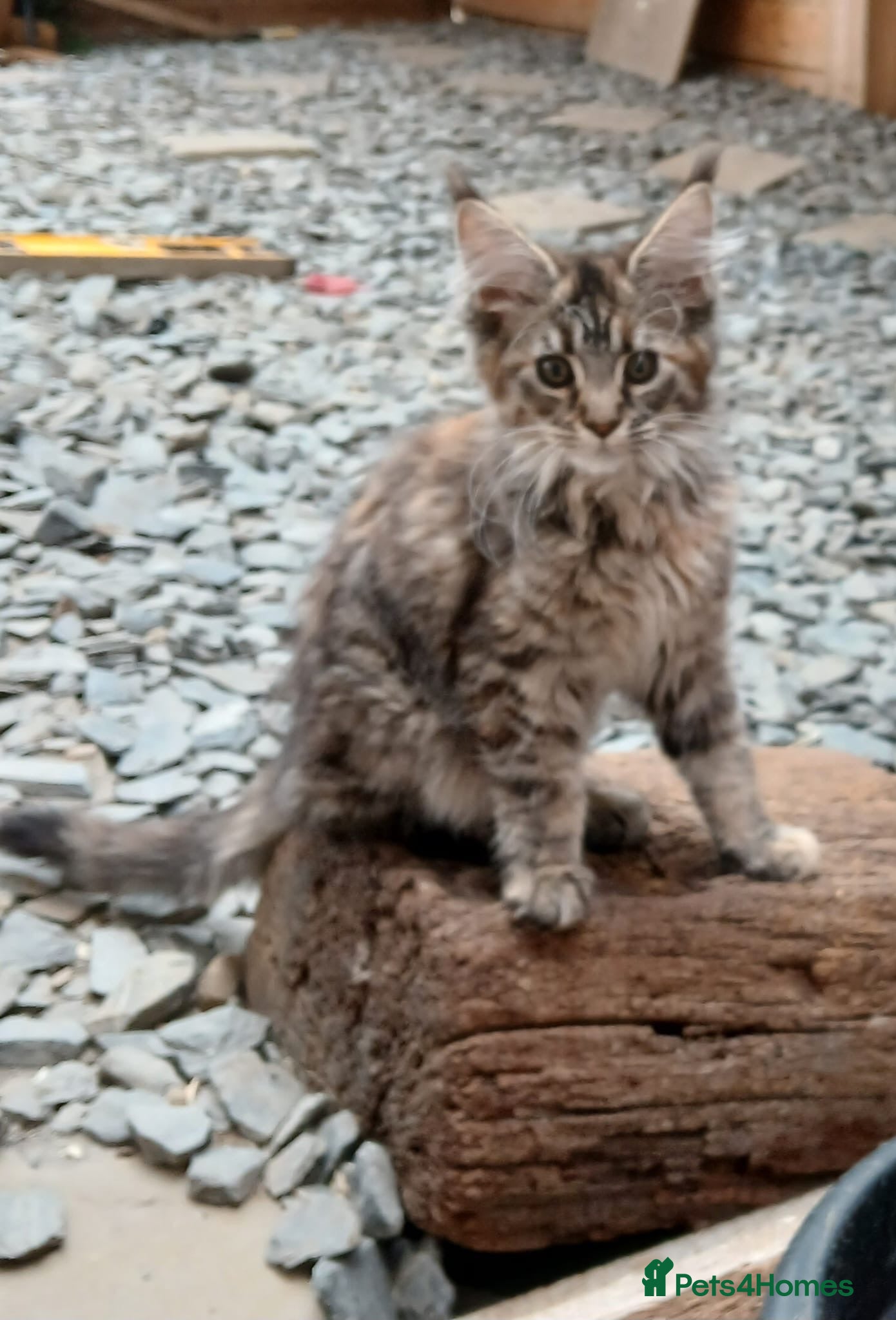 Maine Coon cats GCCF Registered Maine Coons - Advert 2