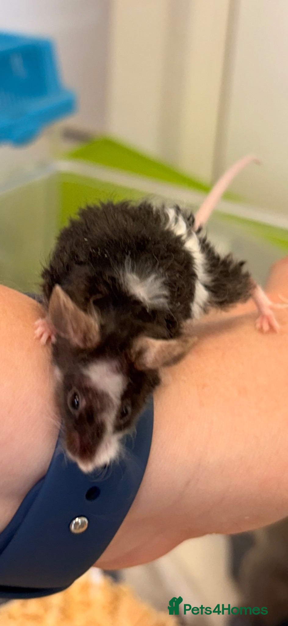 Mouse rodents Baby female fancy mice  - Advert 7