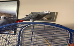 Parrots birds for sale: Tame African Grey  - Image 2
