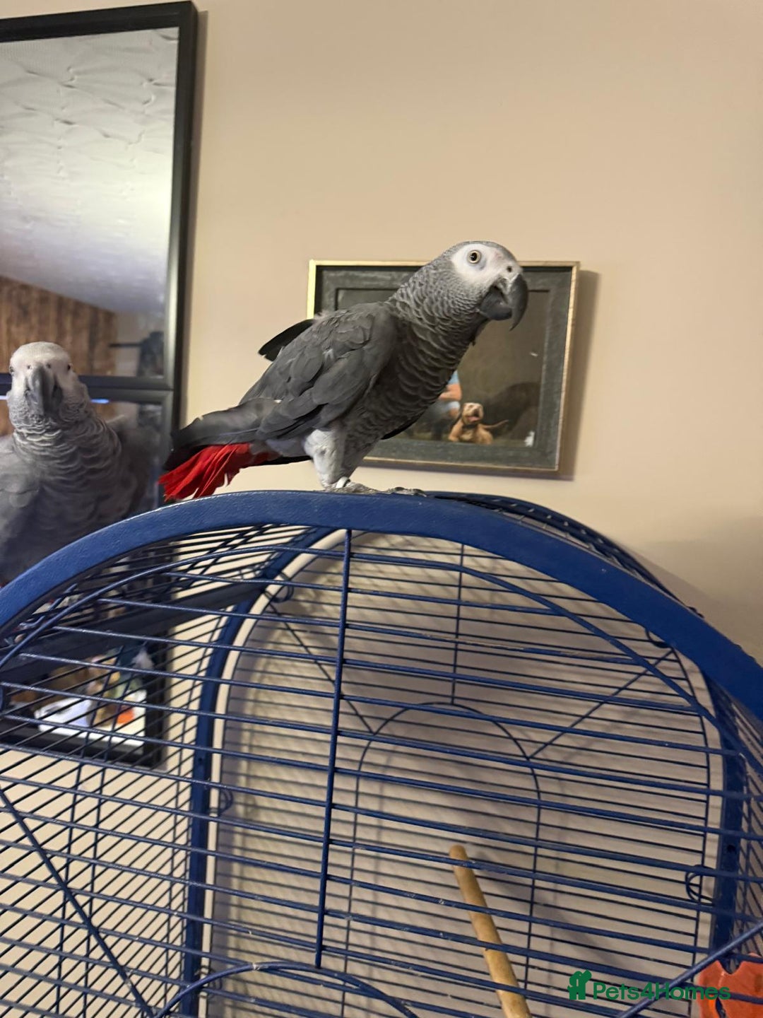 Parrots birds for sale: Tame African Grey  - Image 2