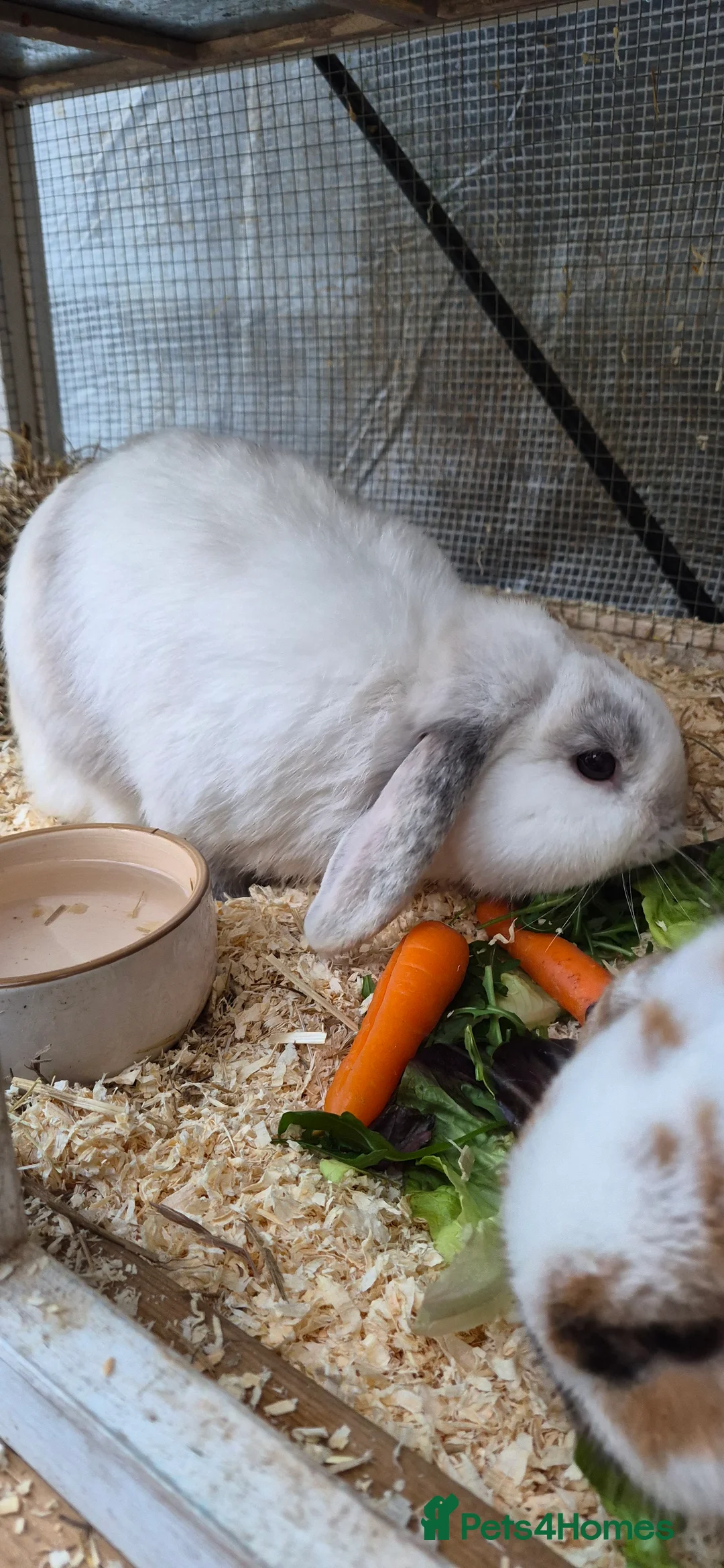 Mixed Breed rabbits for sale: 2 Rabbits  in Corby - Advert 2