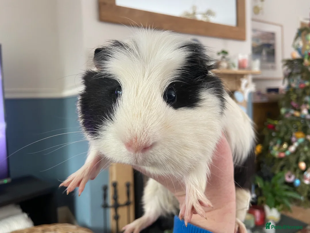 Guinea Pig rodents for sale: Beautiful curious guinea pigs available  - Advert 2