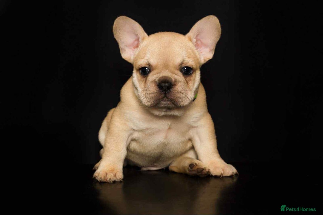 French Bulldog dogs for sale: kc registered french bulldogs - Image 2