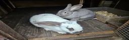 Continental Giant rabbits for sale: Continental giants - Advert 7
