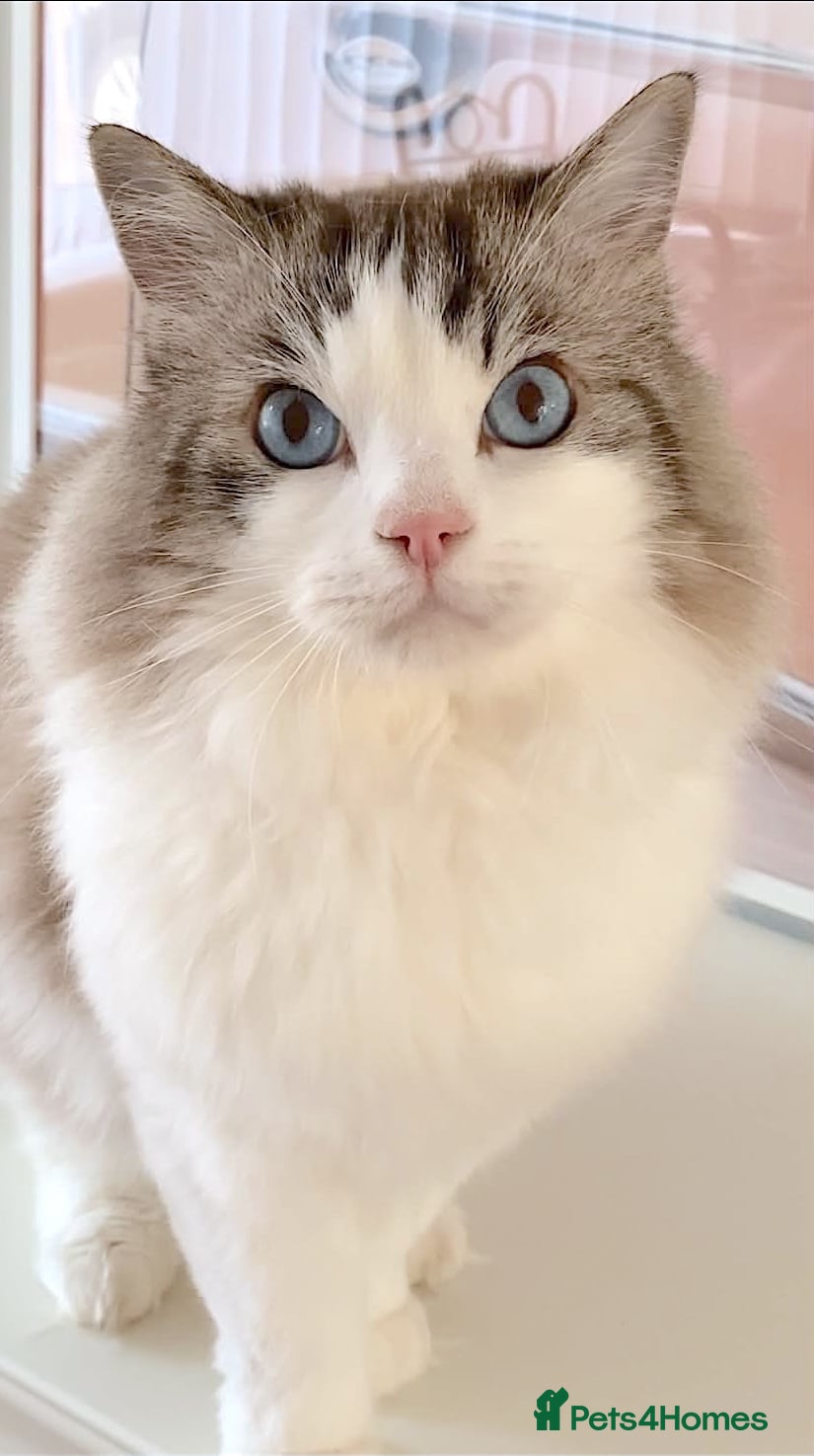 Ragdoll cats INDOOR GCCF REG 4 YEARS OLD RAGDOLL MALE CAT - Advert 1