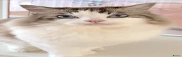 Ragdoll cats for sale: INDOOR GCCF REG 4 YEARS OLD RAGDOLL MALE CAT - Advert 1