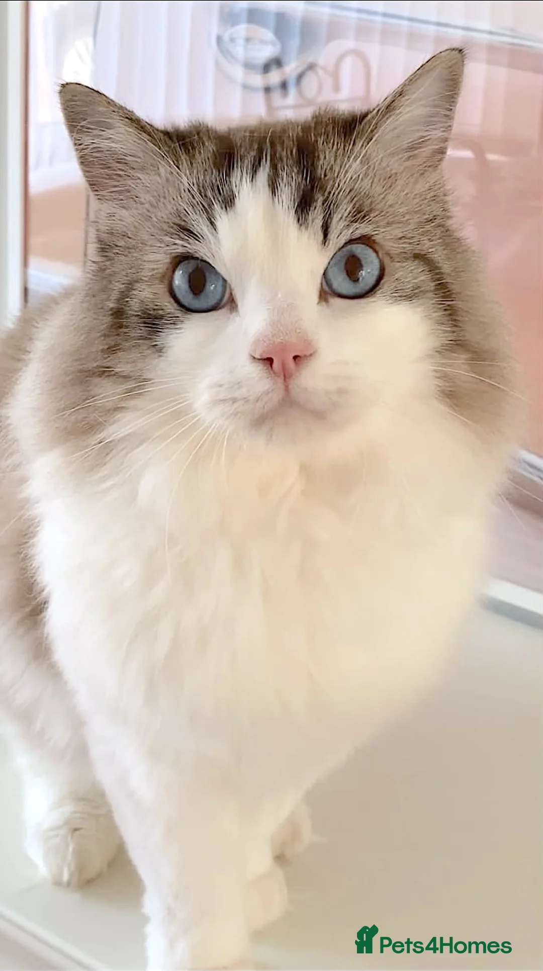 Ragdoll cats for sale: INDOOR GCCF REG 4 YEARS OLD RAGDOLL MALE CAT - Advert 1