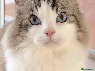 Ragdoll cats INDOOR GCCF REG 4 YEARS OLD RAGDOLL MALE CAT - Advert 11