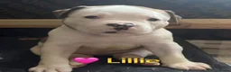 American Bulldog dogs for sale: Beautiful Johnson Type American Bulldog Puppies - Advert 5