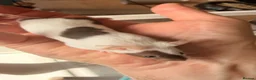 Mouse rodents for sale: 2 adorable mice for sale  - Advert 4