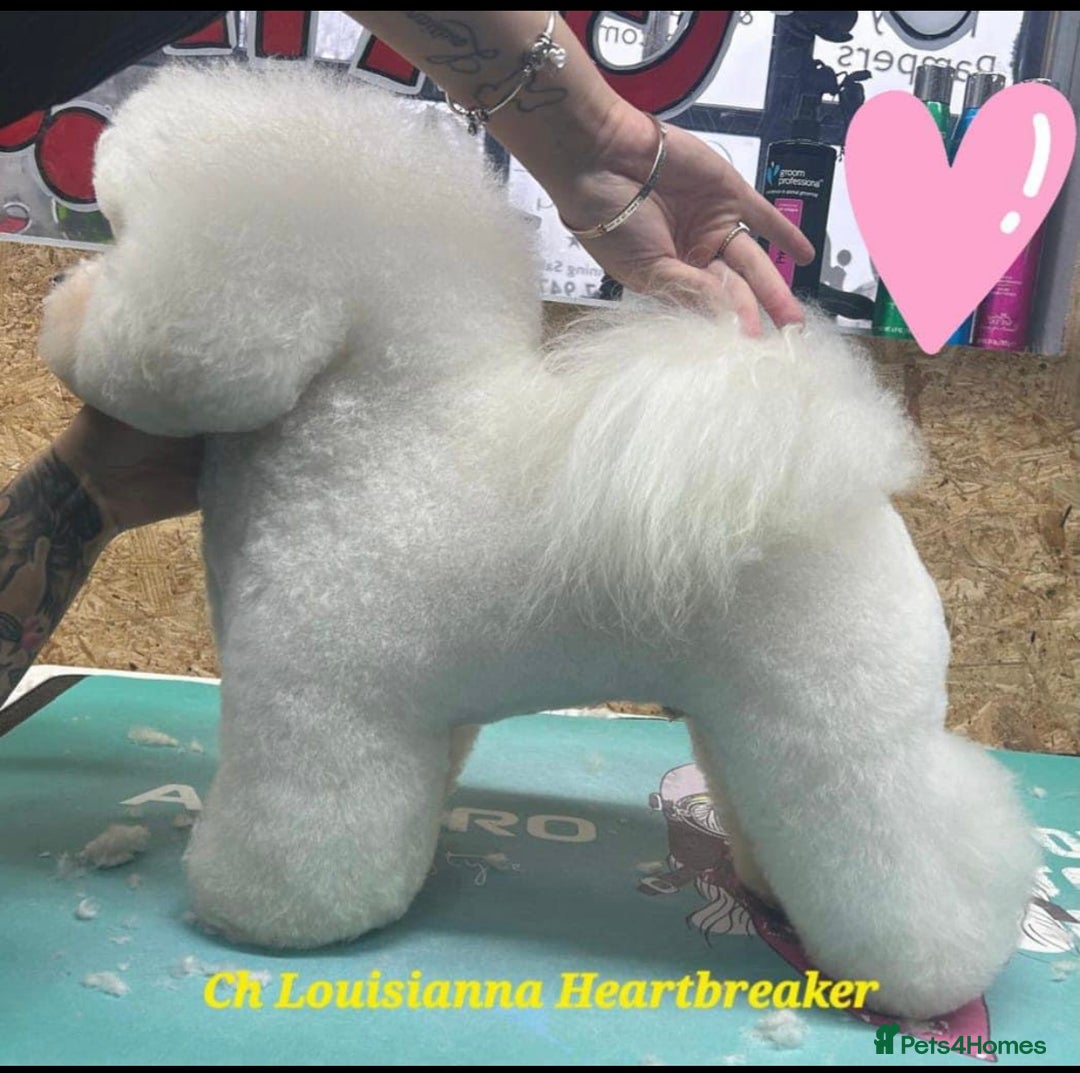 Bichon Frise dogs for sale: KC Registered Pedigree Bichon Frise Puppies - Image 8