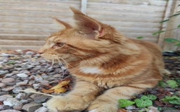 Maine Coon cats for sale: Maine Coon kittens  in Rushden - Image 14