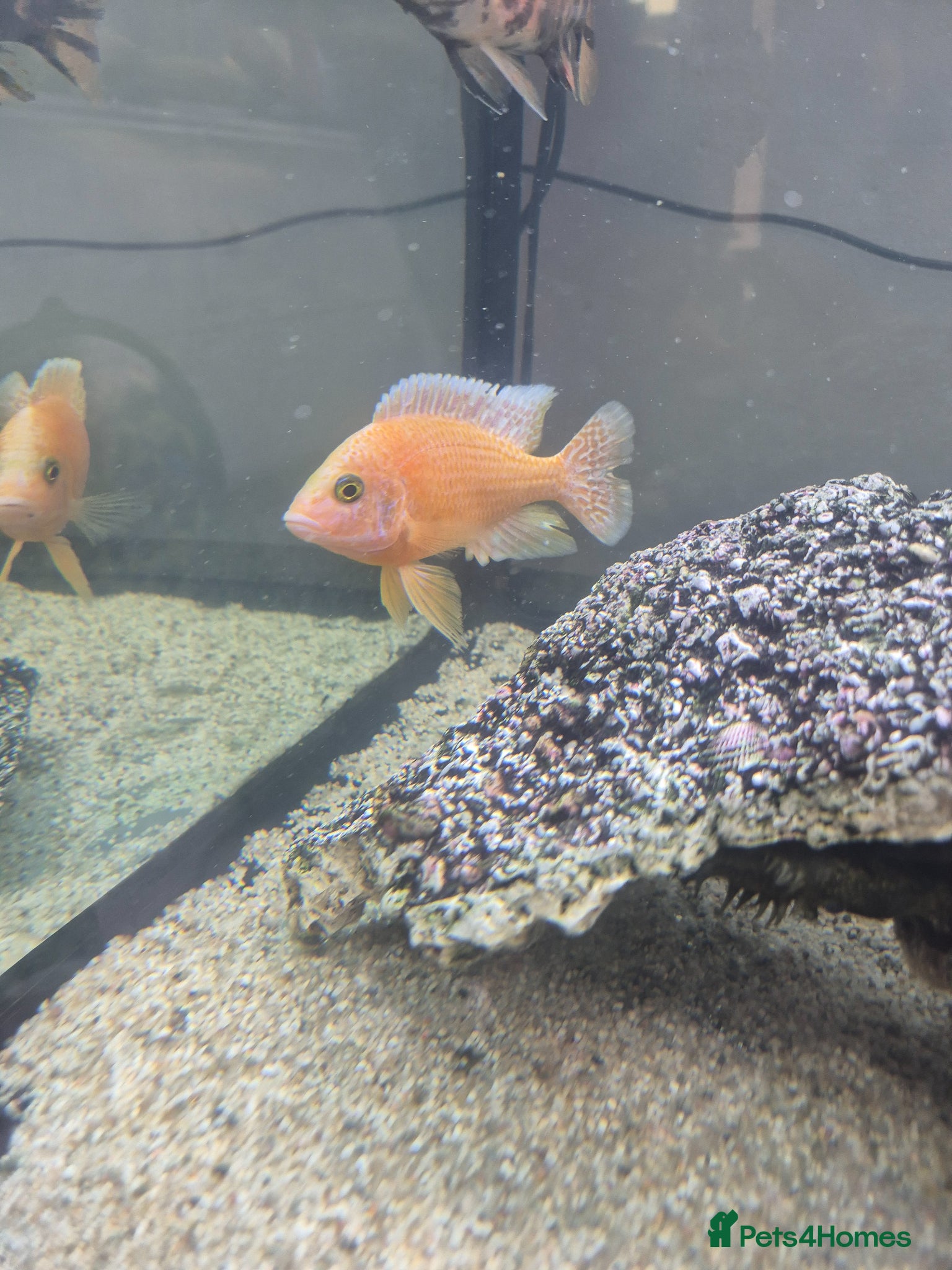 Cichlids fish African cichlids  - Advert 5