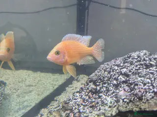 Cichlids fish African cichlids - Advert 5