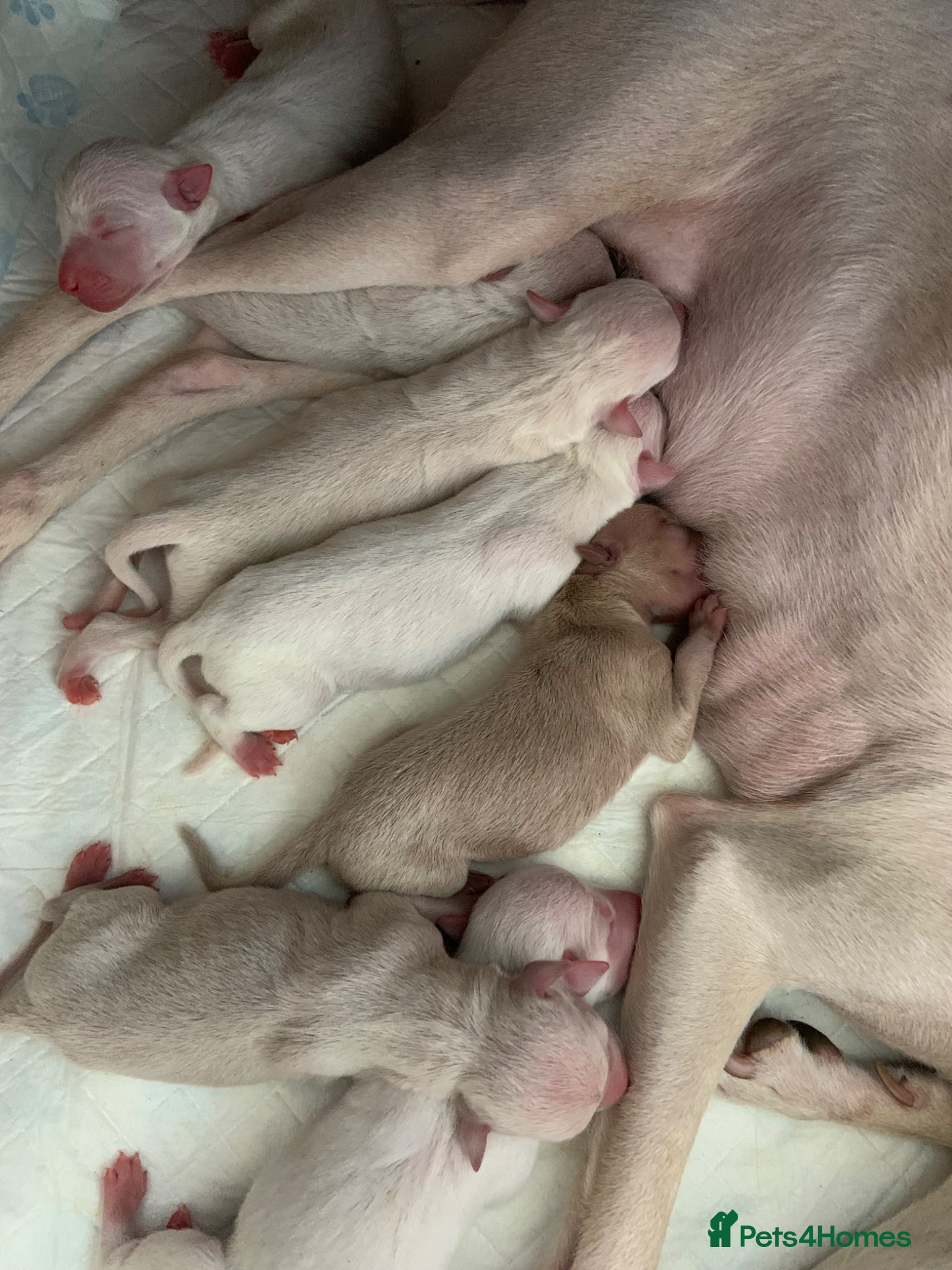 Italian Greyhound dogs KC Italian greyhound puppies Eastern Euro. lineage - Advert 13