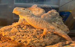 Dragon reptiles for sale: Bearded dragon with 4 foot vivarium - Image 2