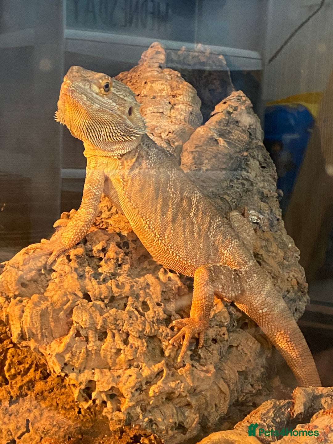 Dragon reptiles for sale: Bearded dragon with 4 foot vivarium - Image 2