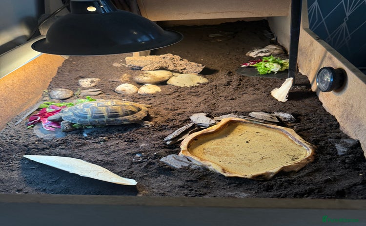 Tortoise reptiles - Advert 2