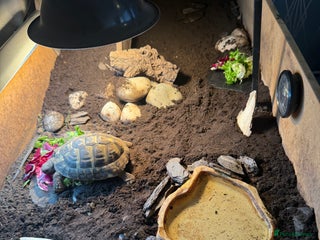 Tortoise reptiles - Advert 3