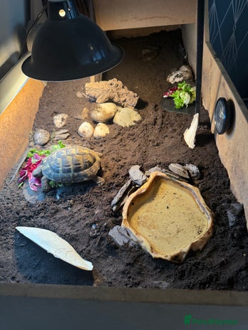 Tortoise reptiles - Advert 1