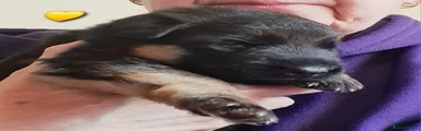 German Shepherd Puppy 8