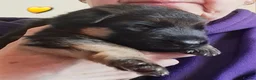 German Shepherd dogs for sale: 1 Gorgeous Male German Shepherd puppy - Advert 33