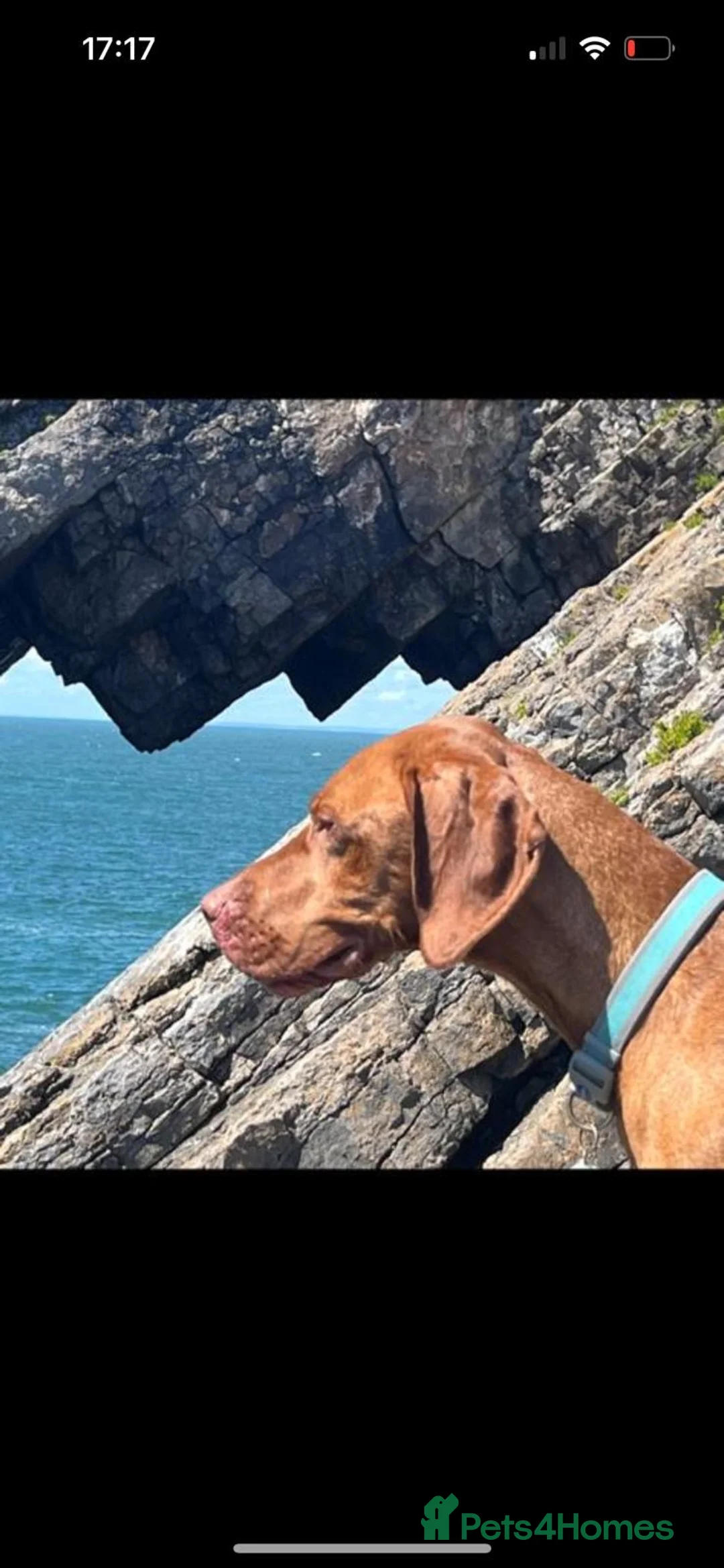 Hungarian Vizsla dogs for sale: Hungarian Vizsla Puppies due 20th of May - Advert 2