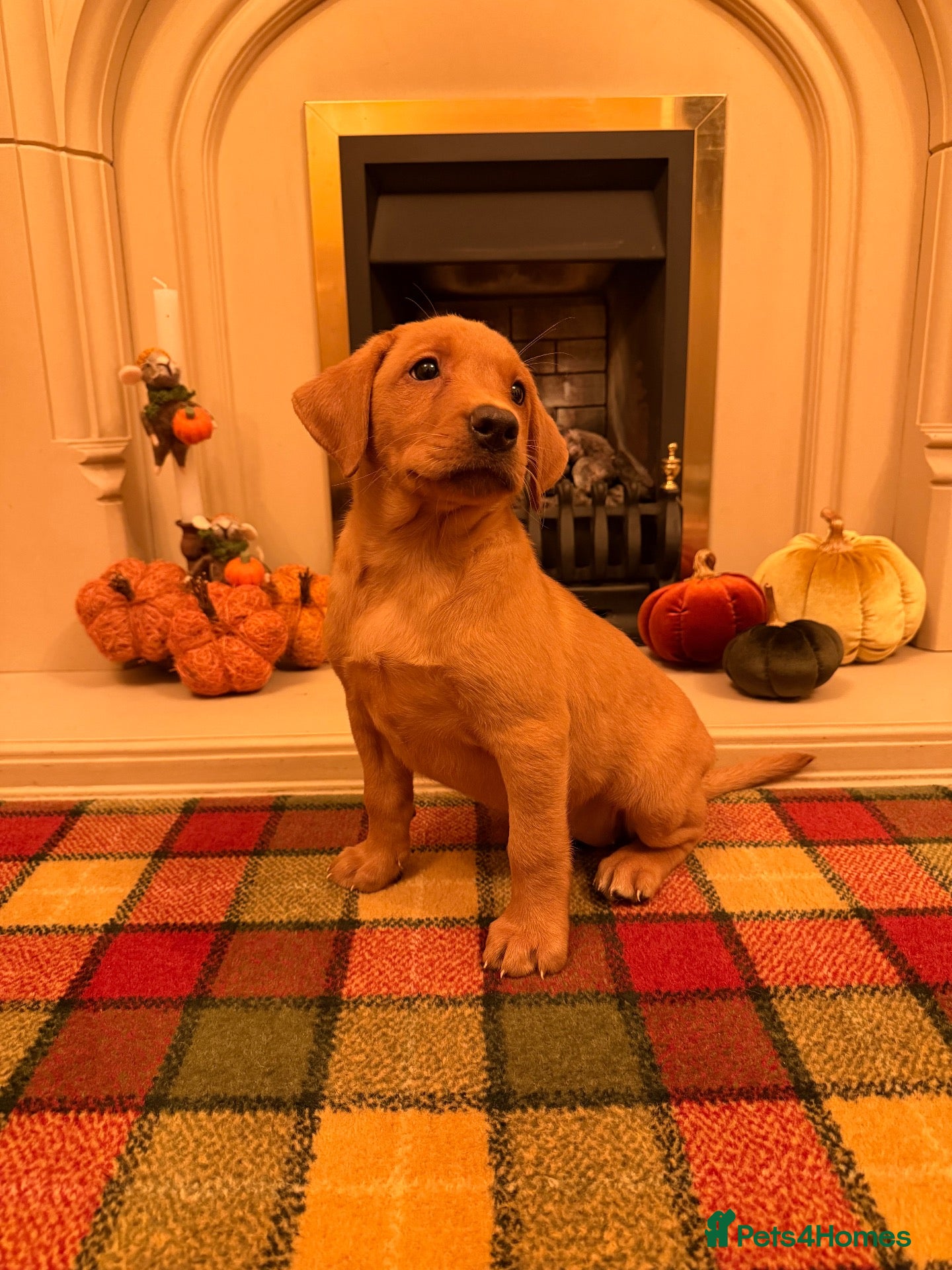 Labrador Retriever dogs *READY NOW* Stunning KC girl, tested&many FTCH/Ws - Advert 2