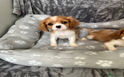 Cavalier King Charles Spaniel dogs for sale: Health tested stunning puppies - Advert 8