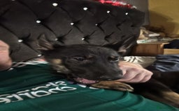 German Shepherd dogs for sale: German shepherd  - Image 13