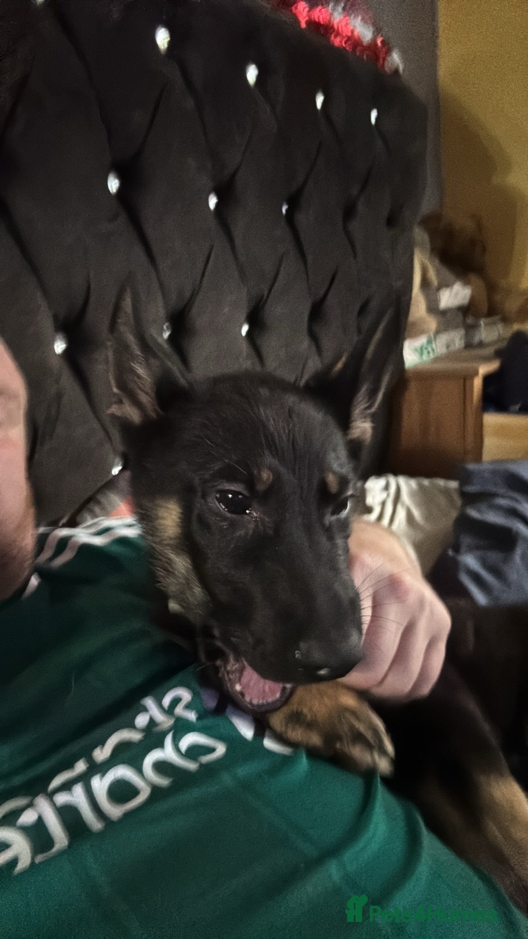 German Shepherd dogs for sale: German shepherd  - Image 13