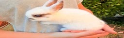 Netherland Dwarf rabbits for sale: Purebred Netherland Dwarf - Advert 6