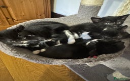 Mixed Breed cats for sale: Black and white kittens - Image 7