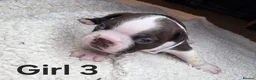 Boston Terrier dogs for sale: 🌸 Blossom's Beautiful Bostons 🌸  - Advert 26