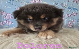 Pomsky dogs for sale: Stunning Pomsky Puppies Ready Now - Image 4