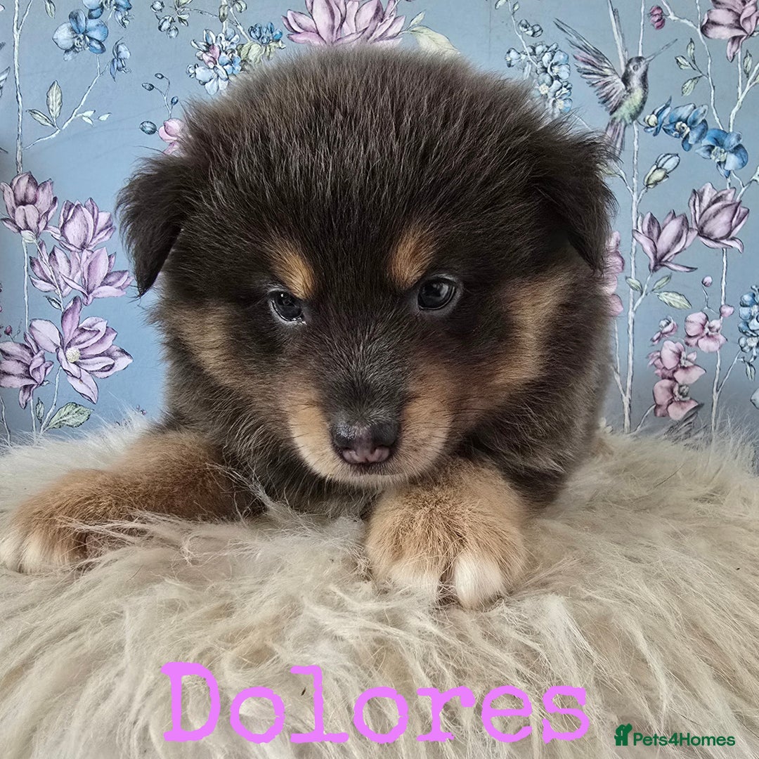 Pomsky dogs for sale: Stunning Pomsky Puppies Ready Now - Image 4