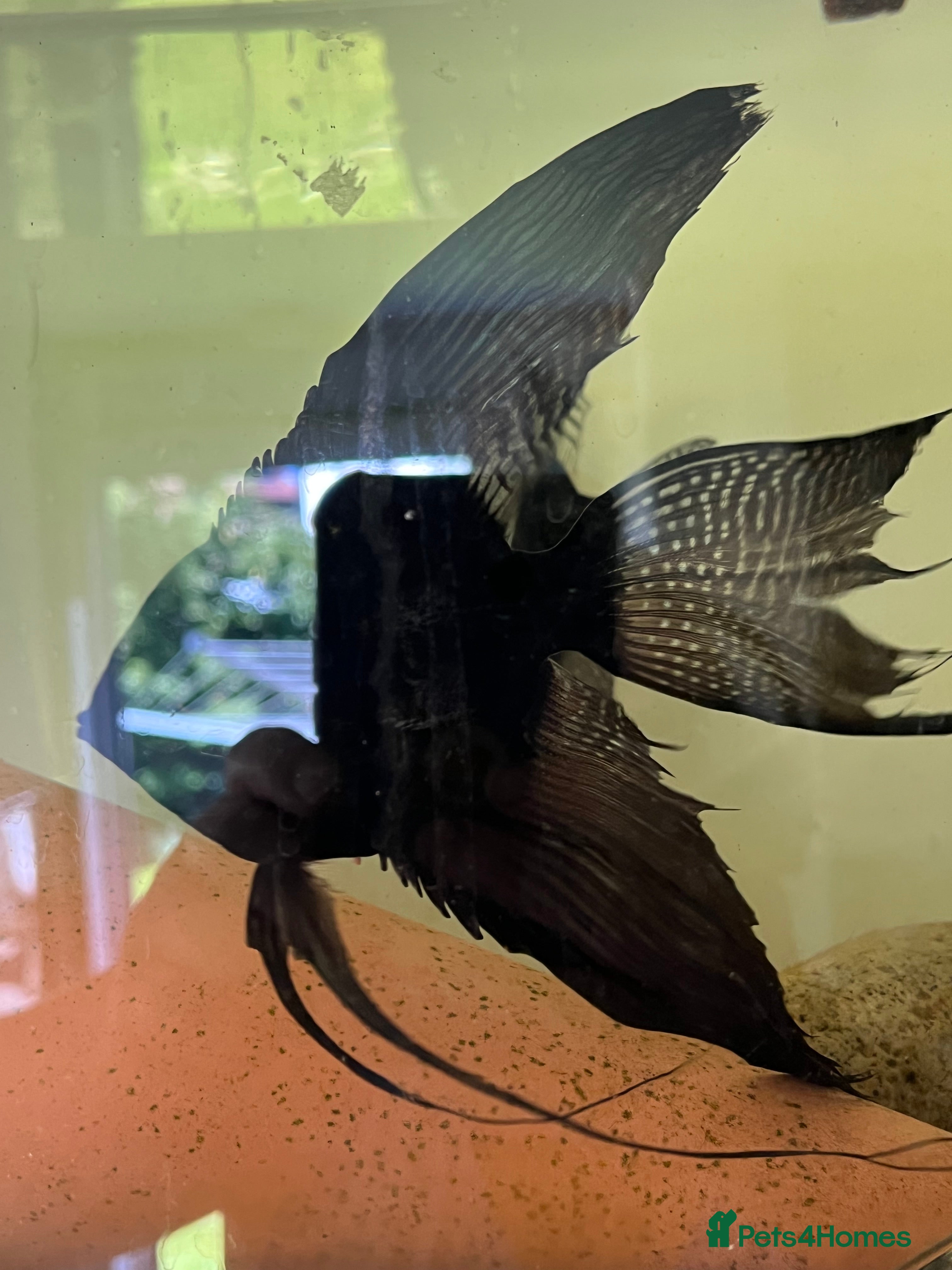 Angelfish fish Black ghost pinoy angelfish. Shortfin. Stunning.  - Advert 4