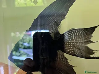 Angelfish fish Black ghost pinoy angelfish. Shortfin. Stunning. - Advert 4