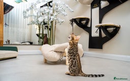 Bengal cats for sale: Top quality Bengal Girl- TICA reg.- AVAILABLE NOW - Advert 13